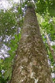 Ipe les izvira iz Južne Amerike z botaničnim imenom Tabebuia impetiginosa, družina Bignoniaceae 