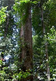 Drevo merbau, Papua Nova Gvineja, zaščiteno področje in bivališče orangutana 